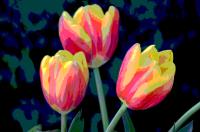 Three Tulips 